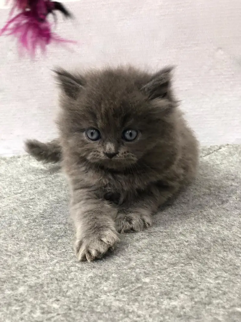 cash on delivery available Persian punch face cat kitten — photo 4