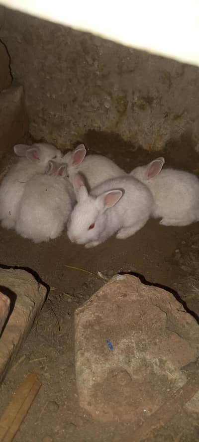 20 days old pair albino rabbit and 3 males for sale