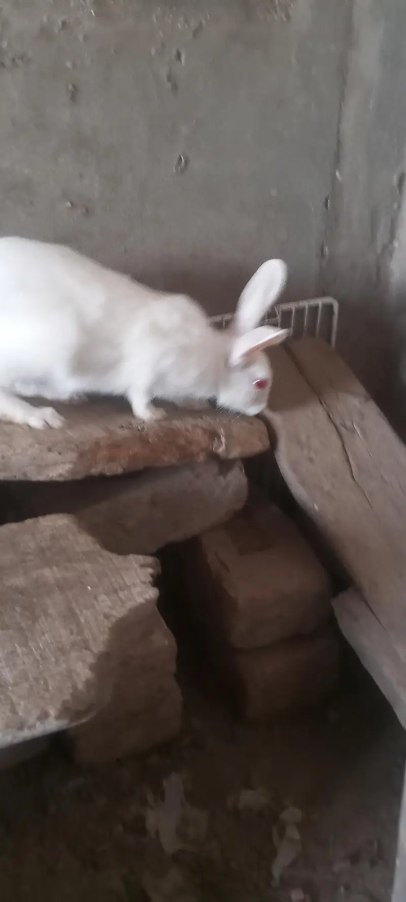 20 days old pair albino rabbit and 3 males for sale — photo 2