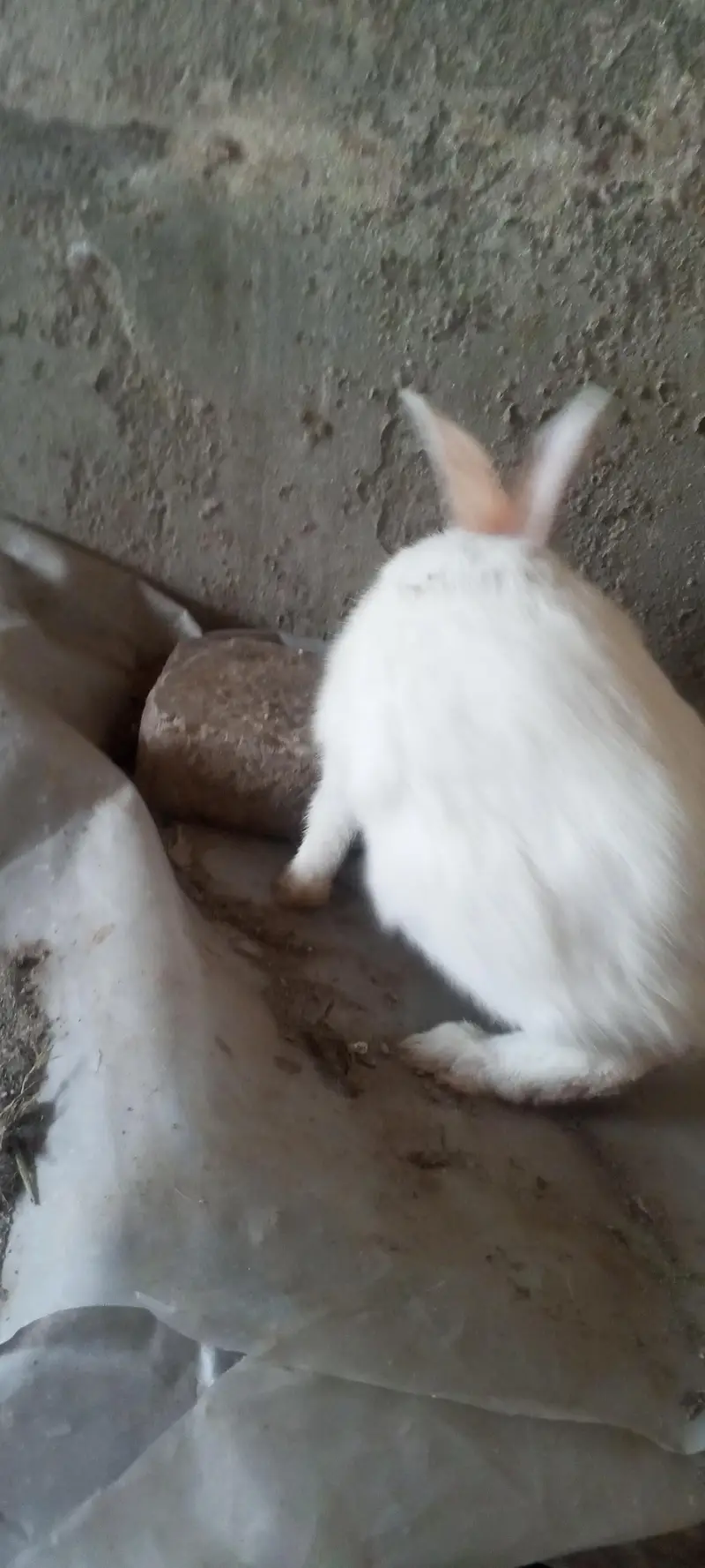 20 days old pair albino rabbit and 3 males for sale — photo 3