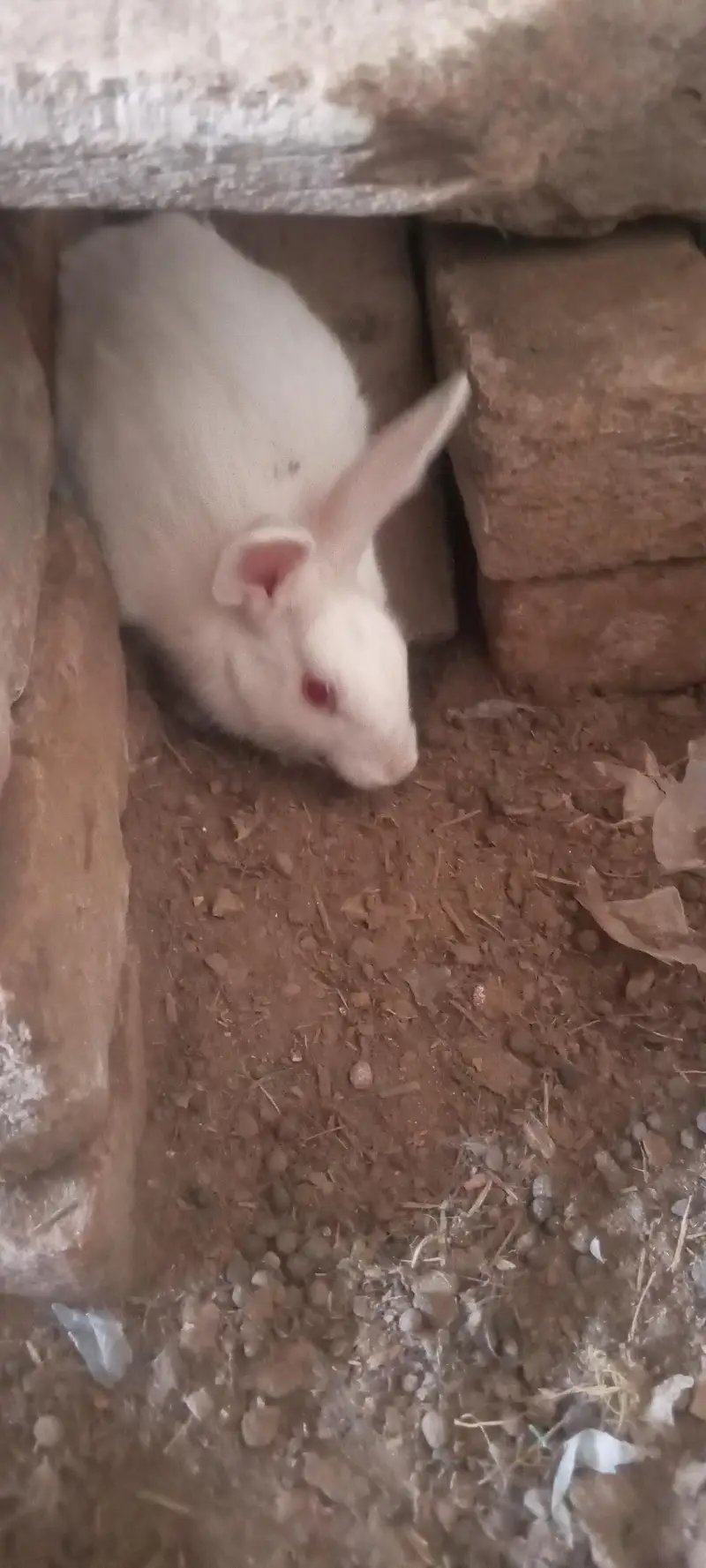 20 days old pair albino rabbit and 3 males for sale — photo 4