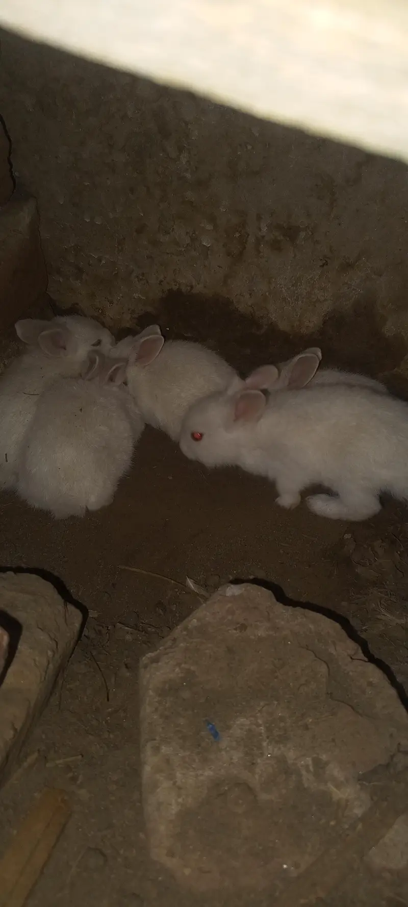 20 days old pair albino rabbit and 3 males for sale — photo 5