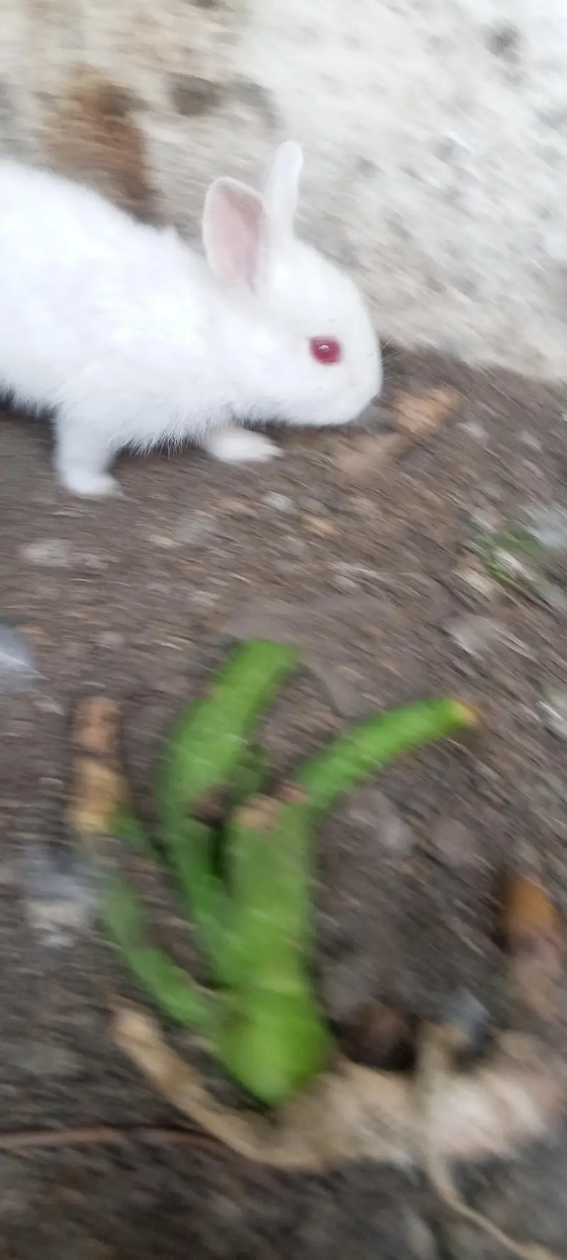 20 days old pair albino rabbit and 3 males for sale — photo 6