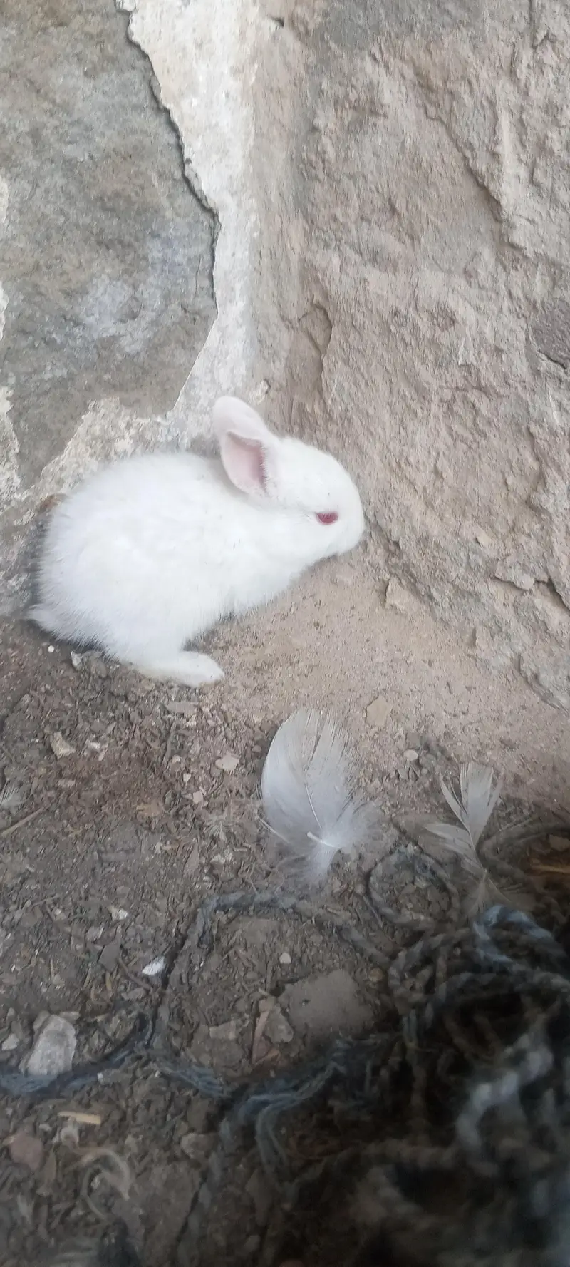 20 days old pair albino rabbit and 3 males for sale — photo 7