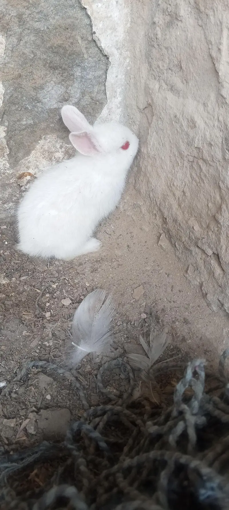 20 days old pair albino rabbit and 3 males for sale — photo 8