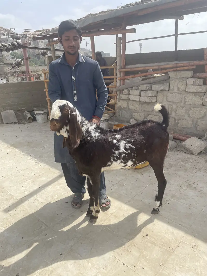 Gulabi Bakra tapra Bakra tapri Bakri — photo 9