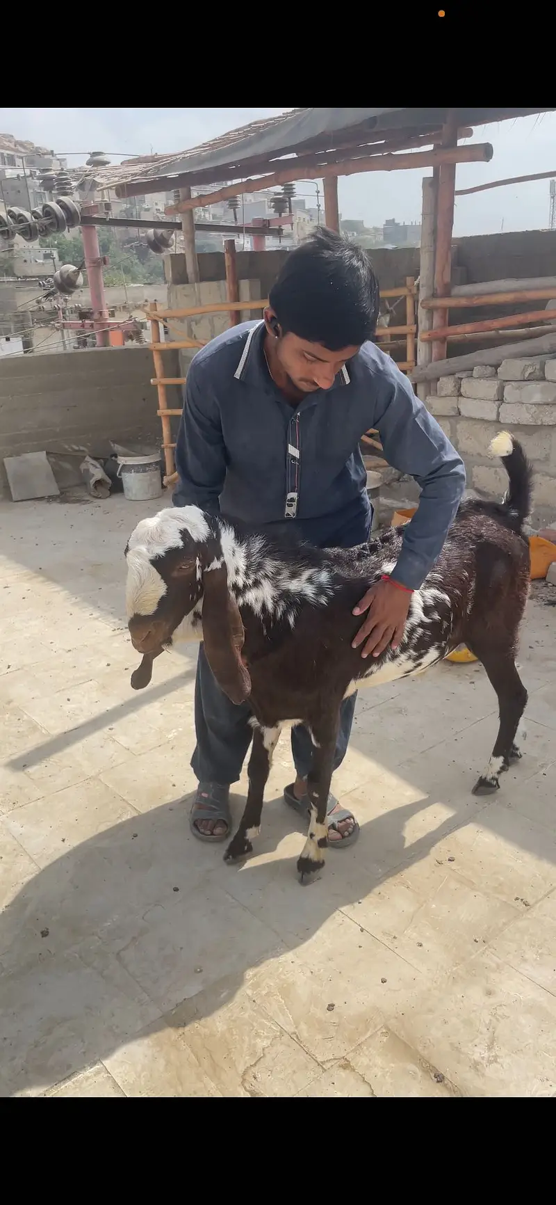 Gulabi Bakra tapra Bakra tapri Bakri — photo 10