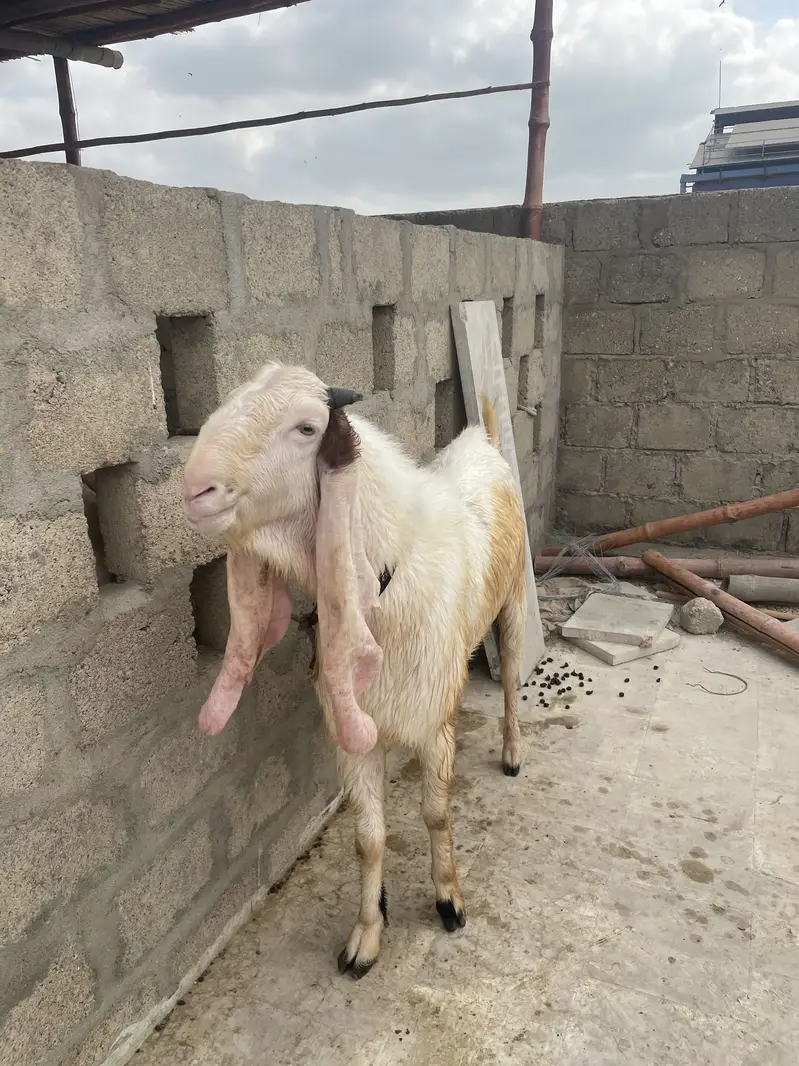 Gulabi Bakra tapra Bakra tapri Bakri — photo 3