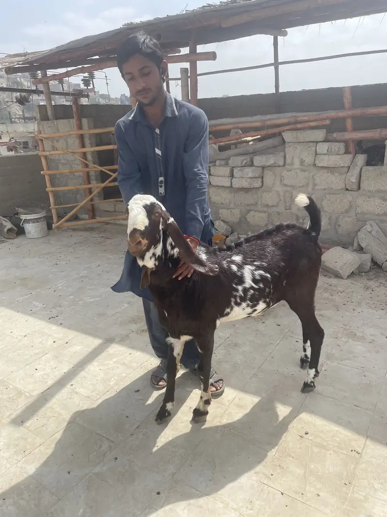 Gulabi Bakra tapra Bakra tapri Bakri — photo 11
