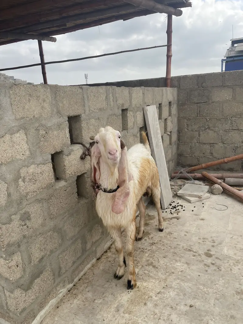 Gulabi Bakra tapra Bakra tapri Bakri — photo 4