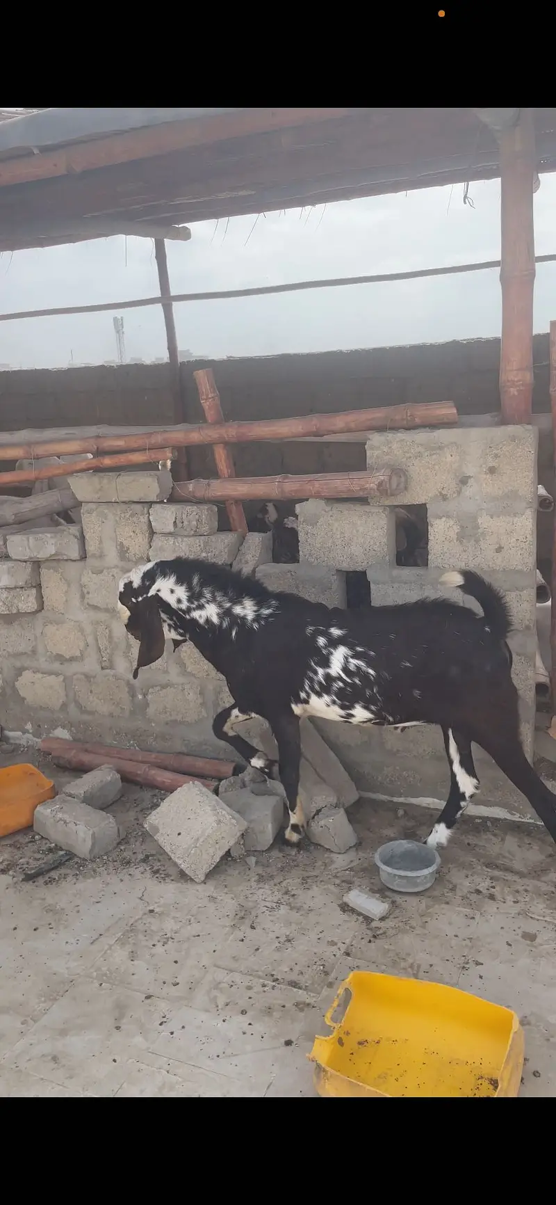 Gulabi Bakra tapra Bakra tapri Bakri — photo 12