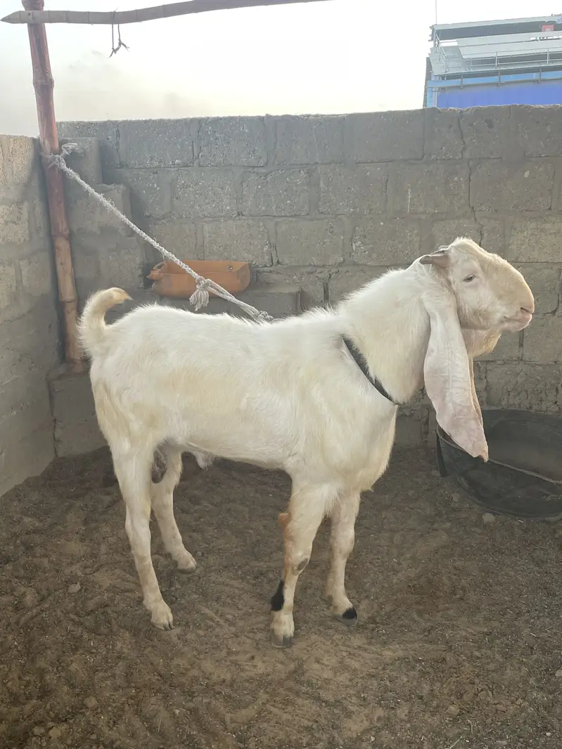 Gulabi Bakra tapra Bakra tapri Bakri — photo 5