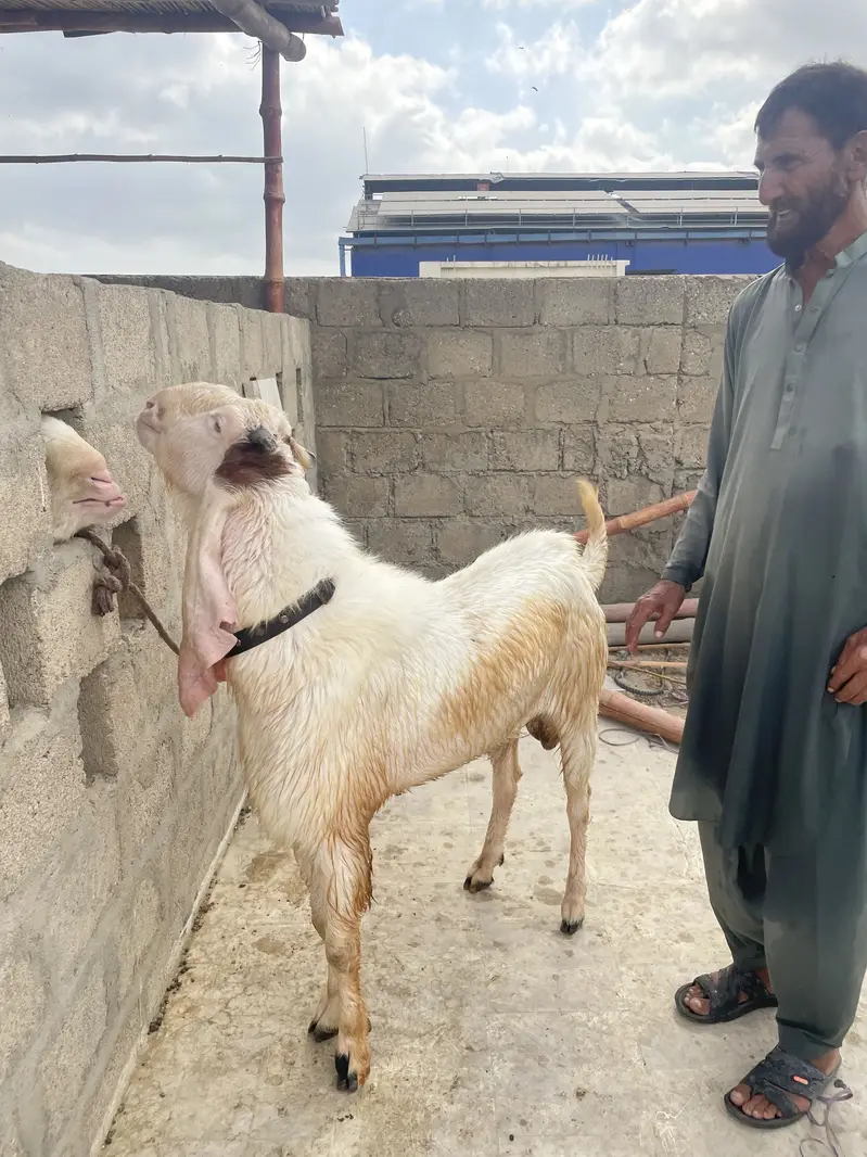 Gulabi Bakra tapra Bakra tapri Bakri — photo 7