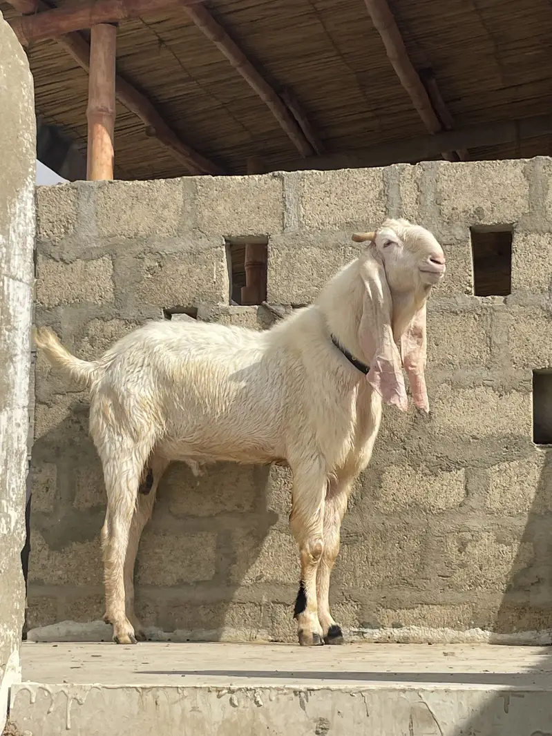 Gulabi Bakra tapra Bakra tapri Bakri — photo 6