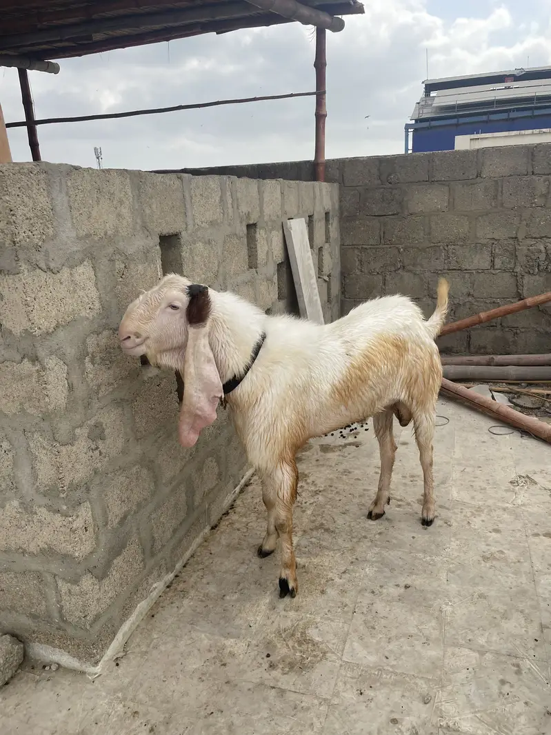 Gulabi Bakra tapra Bakra tapri Bakri — photo 8