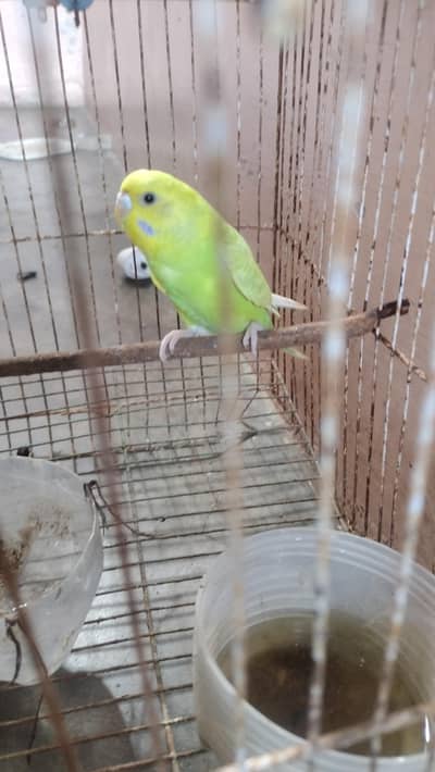 Australian Parrot with caug