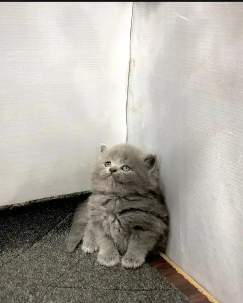 cash on delivery available Persian punch face cat kitten — photo 5