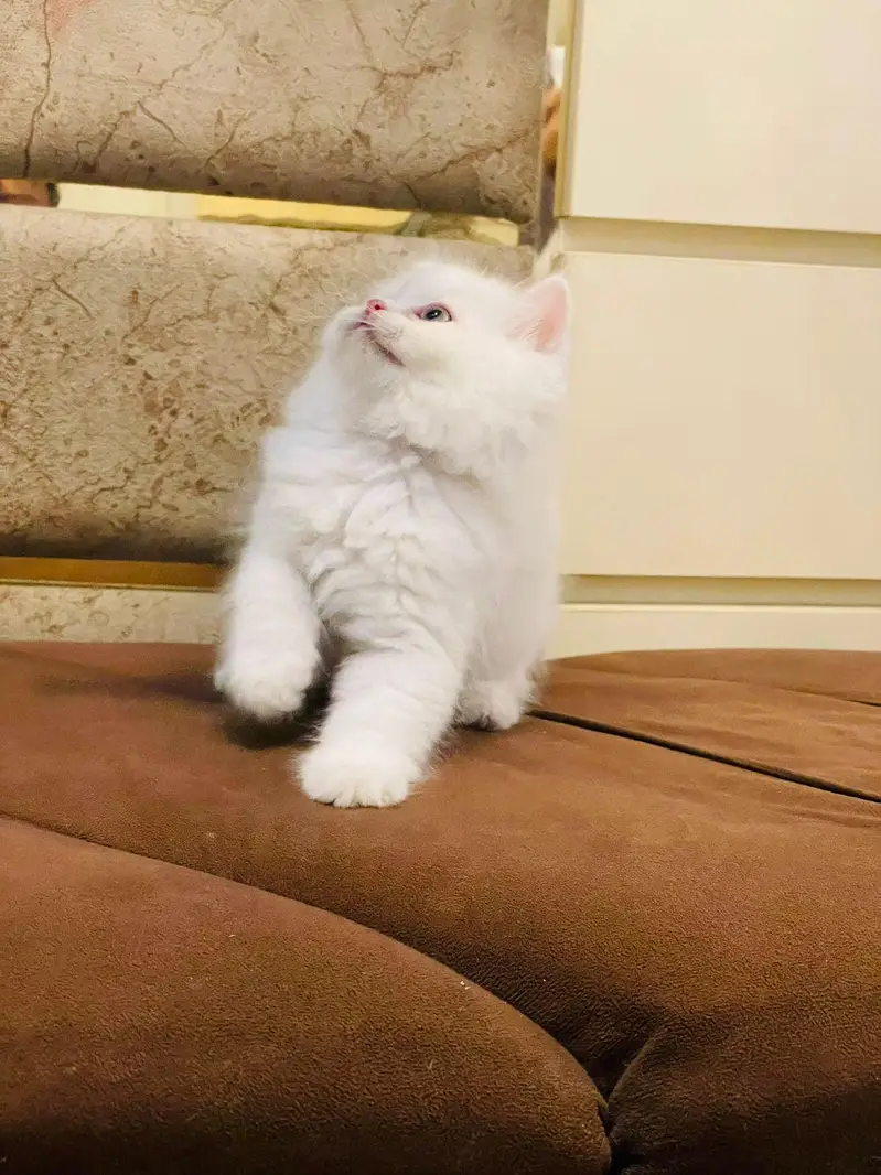 cash on delivery available Persian punch face cat kitten — photo 6