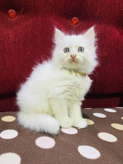 Persian cat  male