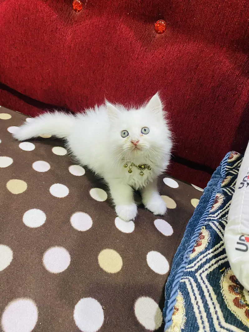 Persian cat  male — photo 2