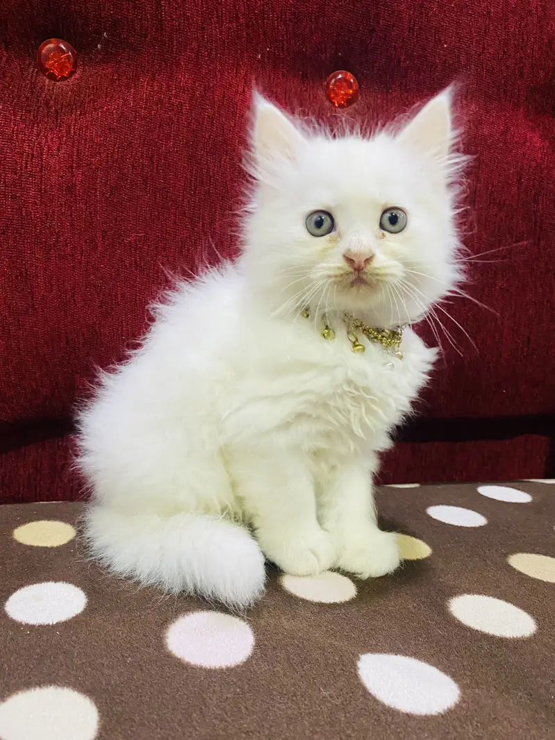 Persian cat  male — photo 3