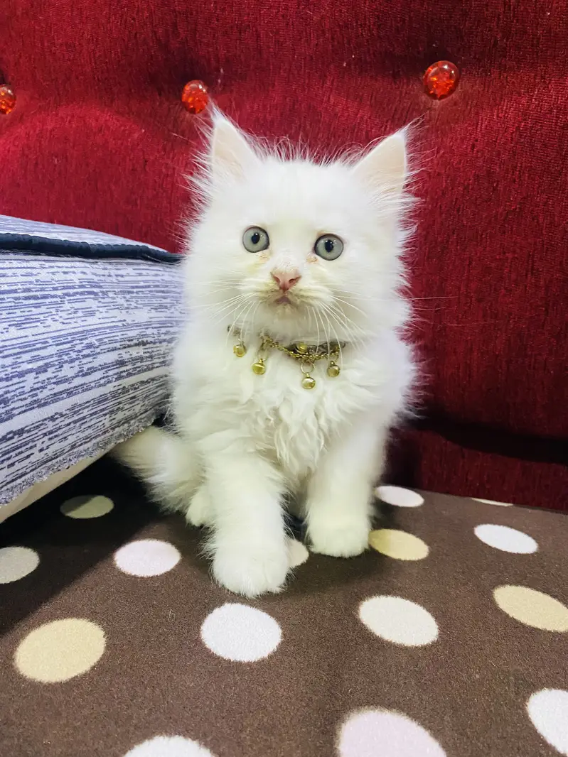Persian cat  male — photo 4