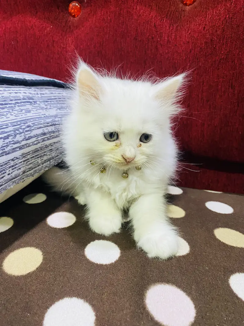 Persian cat  male — photo 5