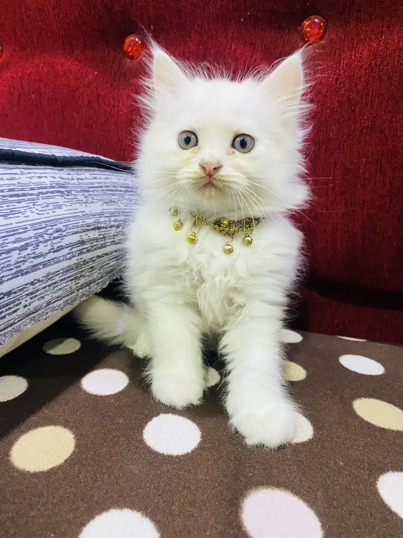 Persian cat  male — photo 6