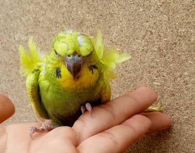 Hogoromo Double Flowers Budgie Pair & Chicks