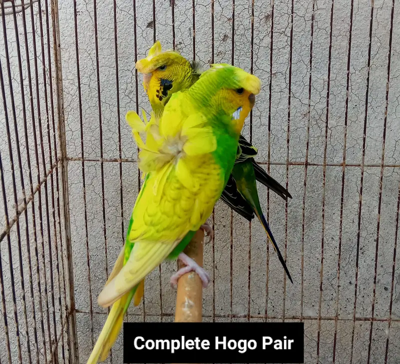 Hogoromo Double Flowers Budgie Pair & Chicks — photo 2