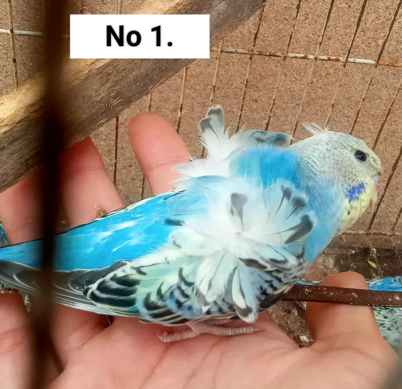 Hogoromo Double Flowers Budgie Pair & Chicks — photo 4
