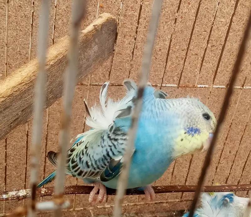 Hogoromo Double Flowers Budgie Pair & Chicks — photo 5