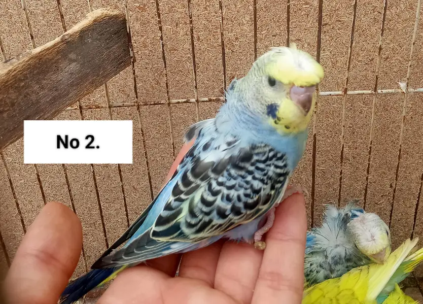 Hogoromo Double Flowers Budgie Pair & Chicks — photo 6