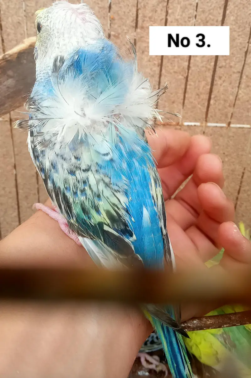 Hogoromo Double Flowers Budgie Pair & Chicks — photo 7