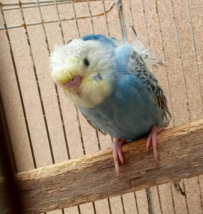 Hogoromo Double Flowers Budgie Pair & Chicks — photo 8