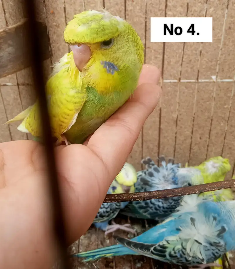 Hogoromo Double Flowers Budgie Pair & Chicks — photo 9