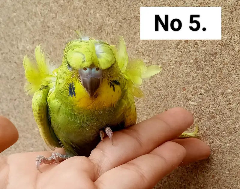 Hogoromo Double Flowers Budgie Pair & Chicks — photo 10