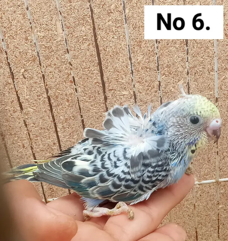 Hogoromo Double Flowers Budgie Pair & Chicks — photo 11