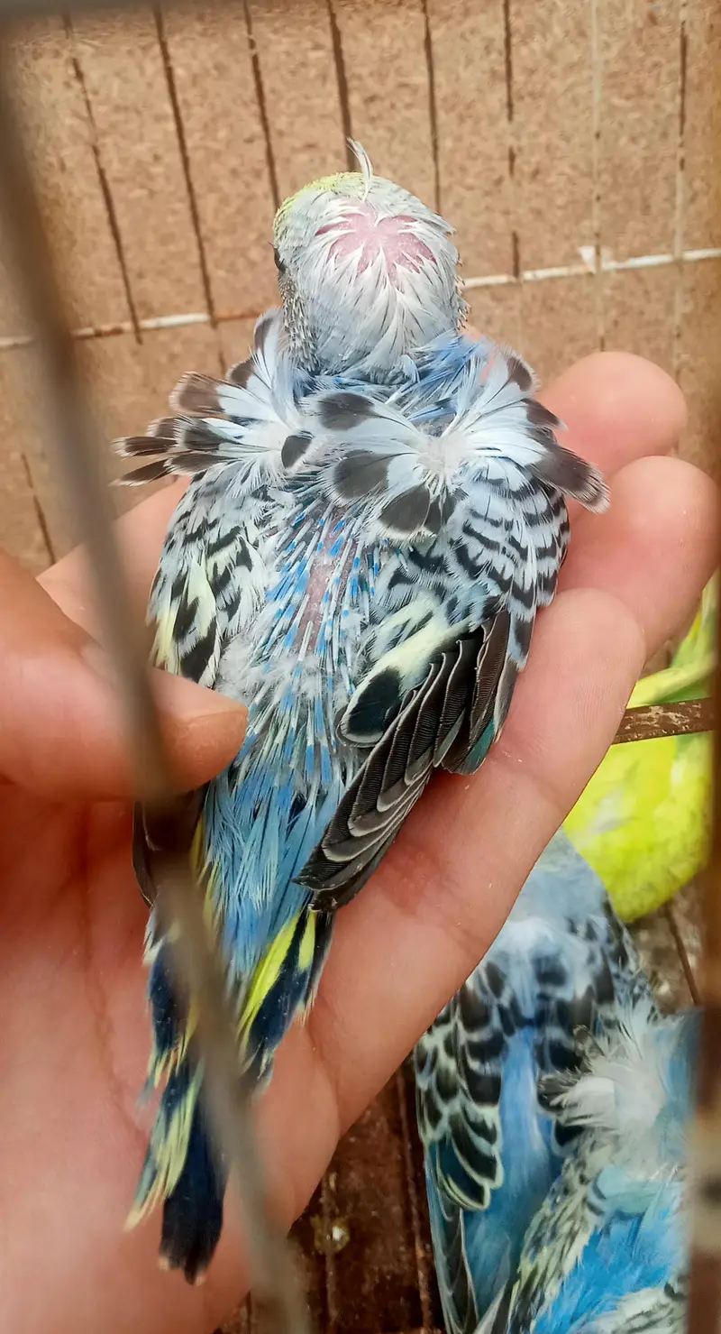 Hogoromo Double Flowers Budgie Pair & Chicks — photo 12