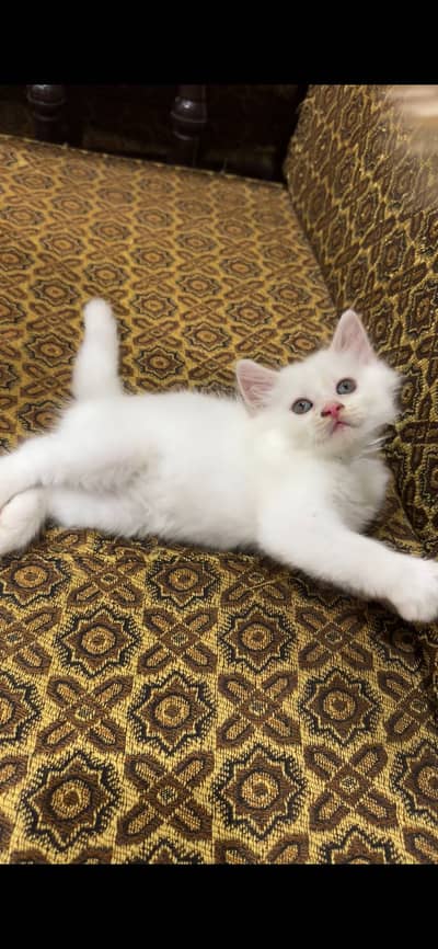 Adorable kitten