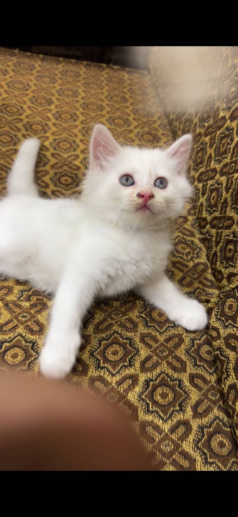 Adorable kitten 1