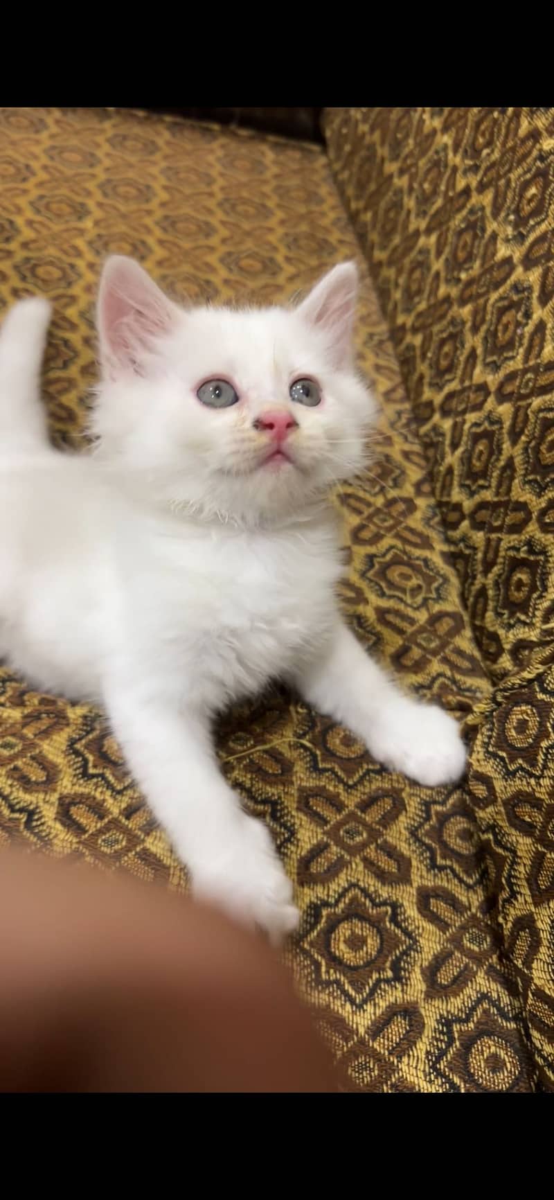 Adorable kitten 2