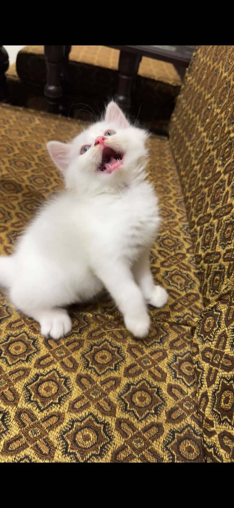 Adorable kitten 3