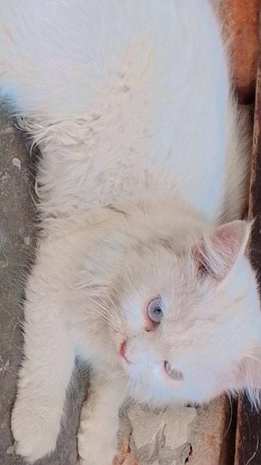 attractive cats 1
