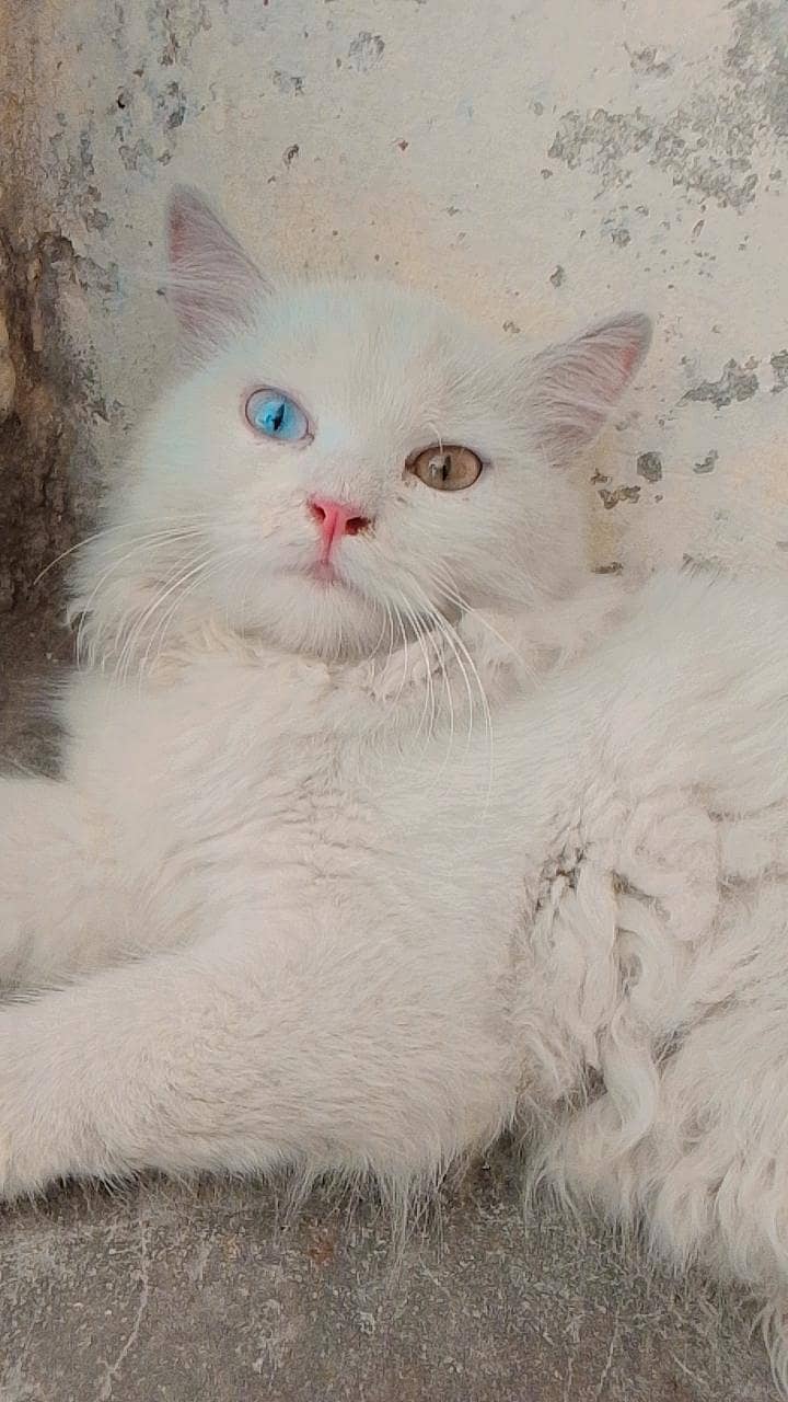 attractive cats 2