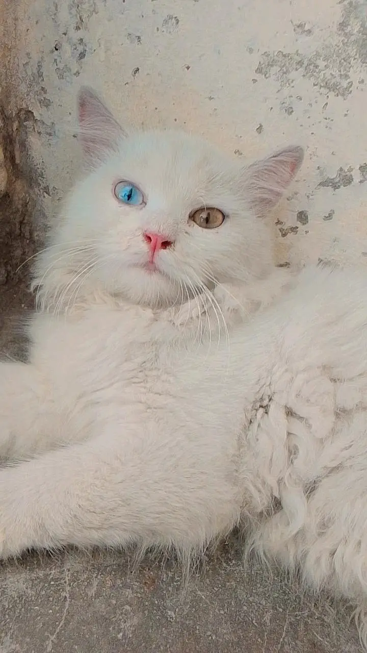 attractive cats — photo 3