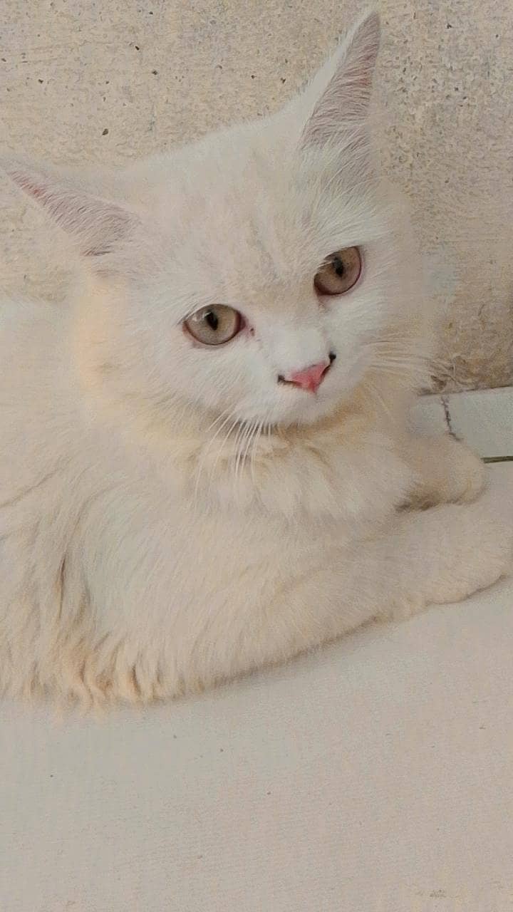 attractive cats 3