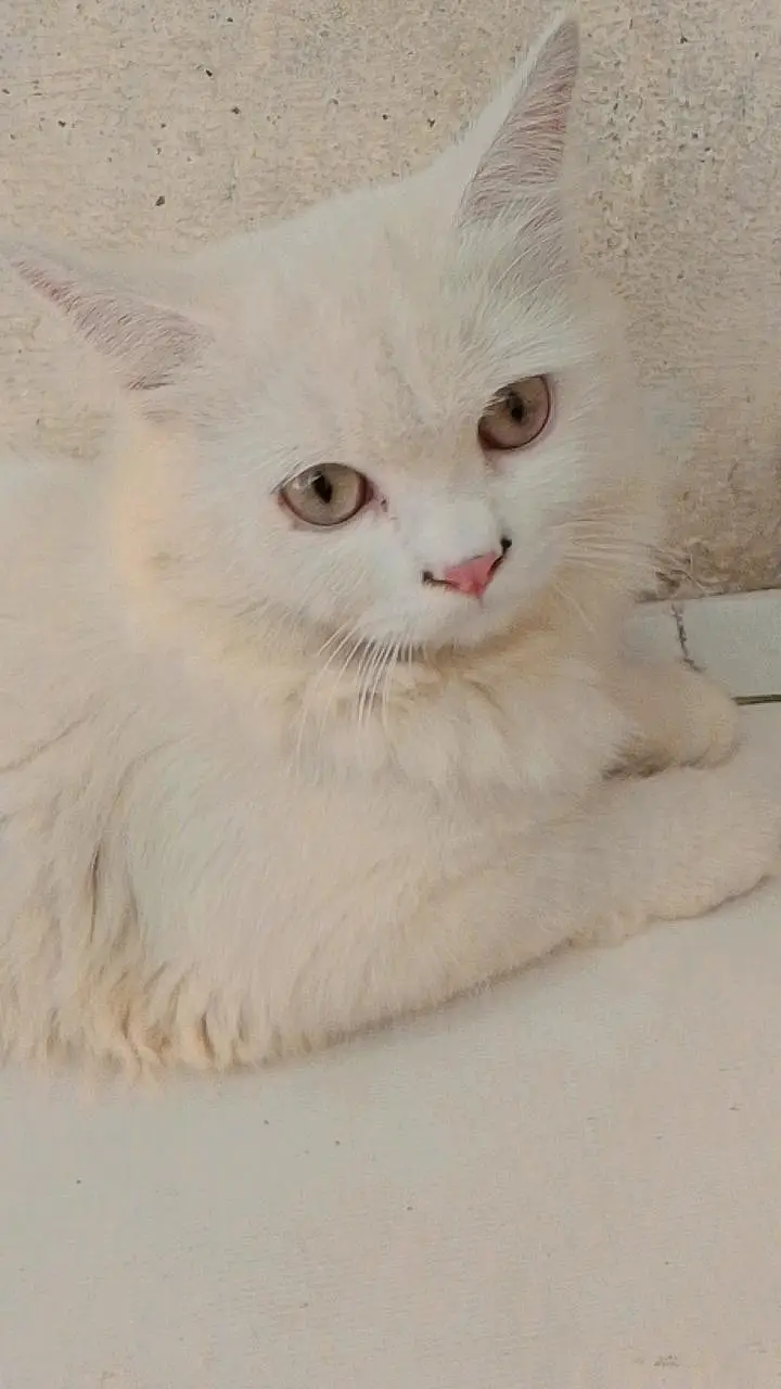 attractive cats — photo 4