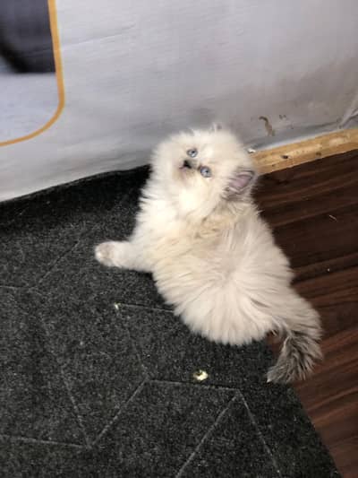 cash on delivery available Persian punch face cat kitten