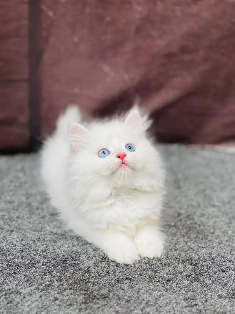 cash on delivery available Persian punch face cat kitten — photo 3